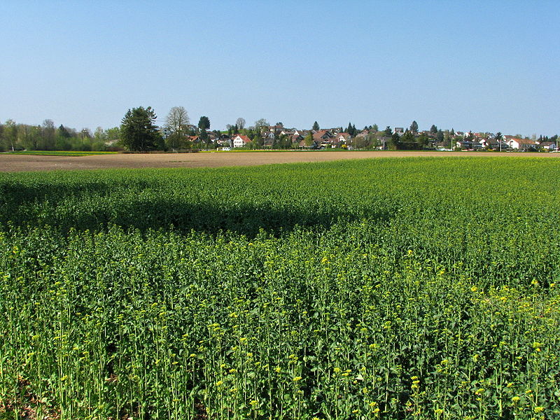 Bild: Ein unbebautes Feld bei Hermikon (Roland zh, wikimedia commons, CC BY-SA 3.0)