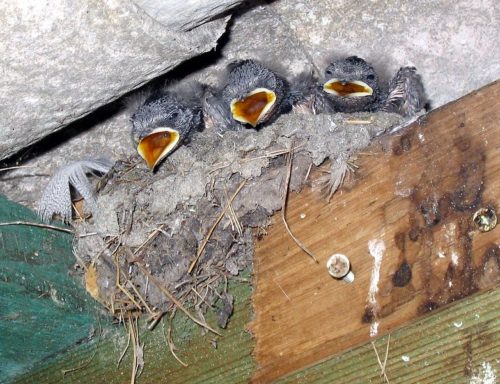 Bild: Rauchschwalben-Kücken in ihrem Nest unter einem Hausdach (Aconcagua, wikimedia commons, CC BY-SA 3.0)