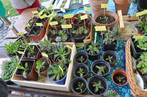 Pflanzentauschmarkt - Gartenschätze tauschen statt kaufen