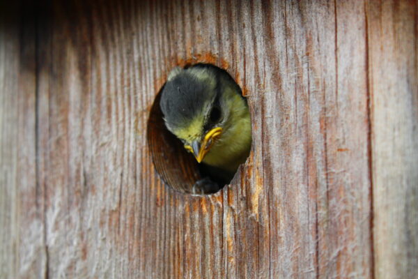 Foto: Ein Vogel guckt aus einem Nistkasten hervor (piqsels.com, CC0 Public Domain)