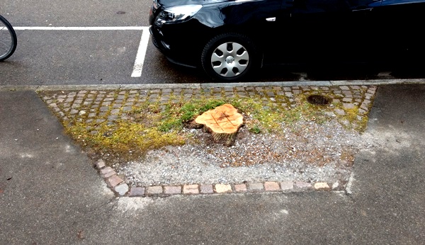 Foto: Stumpf eines gefällten Allee-Baums an der Grüzenstrasse (David Siems)