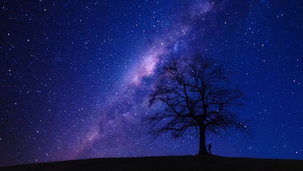 Foto: Ein Baum vor klarem Sternenhimmel (jplenio, pixabay, Pixabay License)