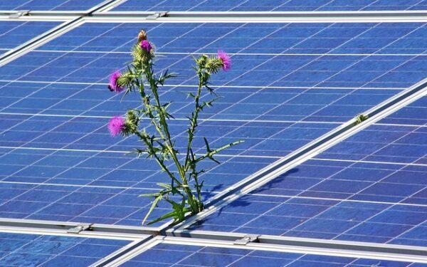 Foto: Eine Distel wächst zwischen Solarzellen (AS_PHOTOGRAPHICS, Pixabay)