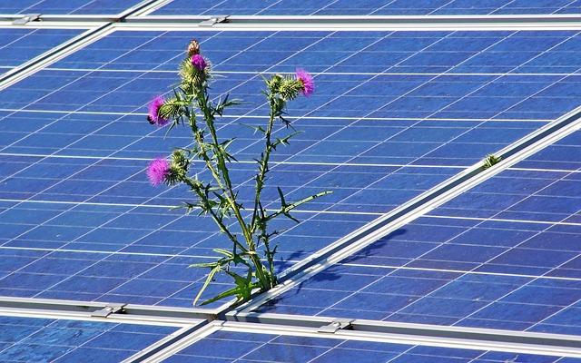 Foto: Eine Distel wächst zwischen Solarzellen (AS_PHOTOGRAPHICS, Pixabay)