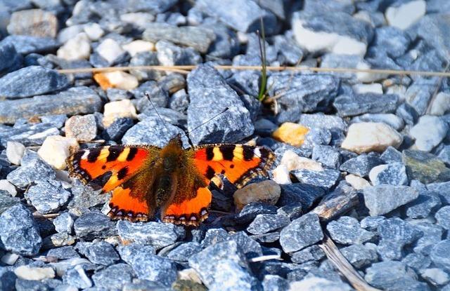 Foto: Ein kleiner Fuchs stitzt auf einer Schotterfläche (m_baecher, pixabay)