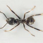 Foto: Grosse Drüsenameise Tapinoma magnum: 2025 wurde bekannt, dass die Art in Schwerzenbach und Volketswil eine 35 Fussballfelder grosse Kolonie erichtet hat (Arnstein Staverløkk, CC BY-SA 4.0)