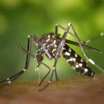 Foto: Asiatische Tigermücke Aedes albopictus: 2023 in Nänikon zum ersten Mal nachgewiesen (James Gathany, CDC, CC0 Public Domain)