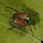 Foto: Japankäfer Popillia japonica: 2023 zum ersten Mal in Kloten nachgewiesen, worauf Teile von Dübendorf und Wangen-Brüttisellen unter Quarantäne gestellt wurden. (Joseph Berger, CC BY 3.0 US)