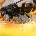 Foto: Asiatische Hornisse Vespa velutina: 2024 zum ersten Mal im Zürcher Oberland nachgewiesen (Chixoy, CC BY-SA 4.0)
